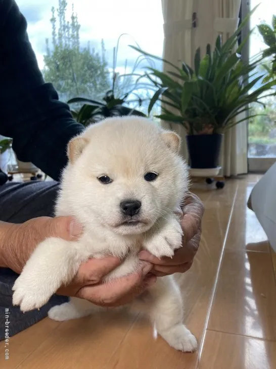 ID:2111-01307の子犬