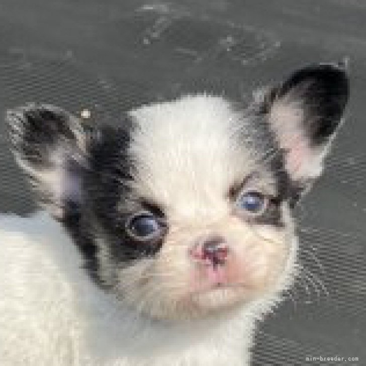 母犬 パピヨン 父犬 チワワ【兵庫県・女の子・2023年3月1日