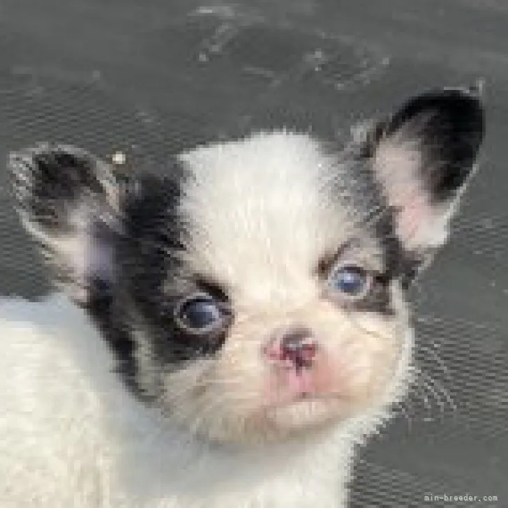 ID：2304-02488の子犬