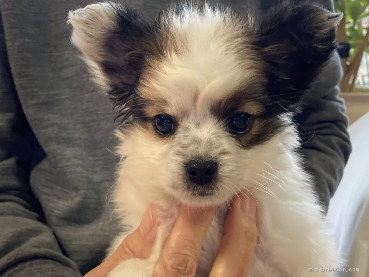 うーさやママ 様のお迎えした子犬