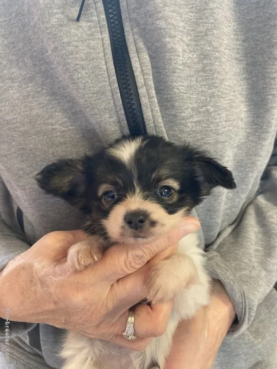 ID：2111-00756の子犬