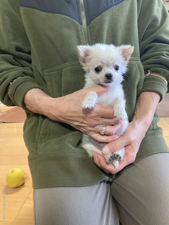 ID:2201-01416の子犬