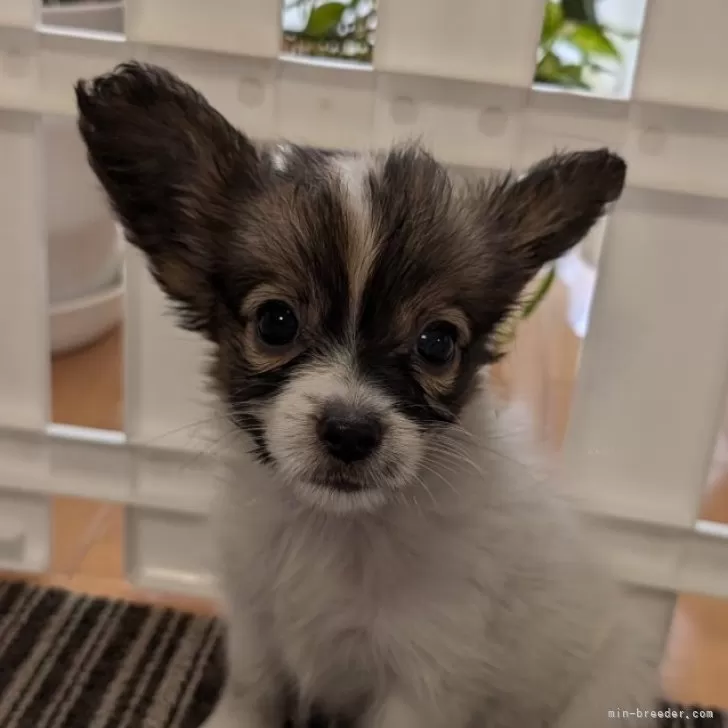 ID:2410-00275の子犬