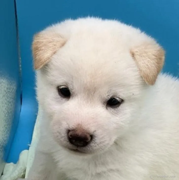 ID：2209-04525の子犬
