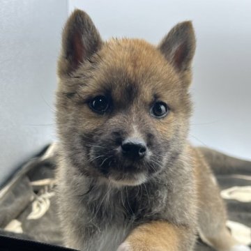 柴犬(標準サイズ)【兵庫県・女の子・2022年11月13日・赤】の写真「元気で明るい女の子です。」