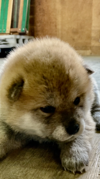 柴犬(標準サイズ)【兵庫県・女の子・2021年12月6日・赤】の写真「モコモコ、美犬で可愛らしい女の子です。」