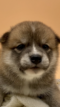 柴犬(標準サイズ)【兵庫県・女の子・2021年11月30日・赤】の写真「目立つ柴犬女の子です。」