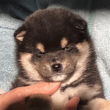 柴犬(標準サイズ)【兵庫県・男の子・2022年11月27日・黒】の写真「たぬき顔でショータイプの男の子です。」