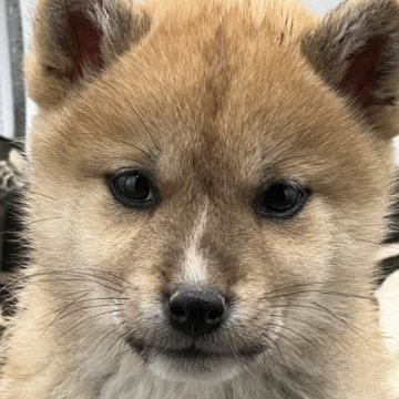 柴犬(標準サイズ)【兵庫県・女の子・2022年11月13日・赤】の写真「健康で明るい女の子」