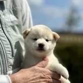 柴犬(標準サイズ)【兵庫県・女の子・2024年2月5日・白】の写真1