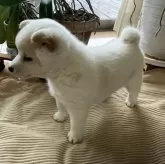 柴犬(標準サイズ)【兵庫県・女の子・2024年2月5日・白】の写真2