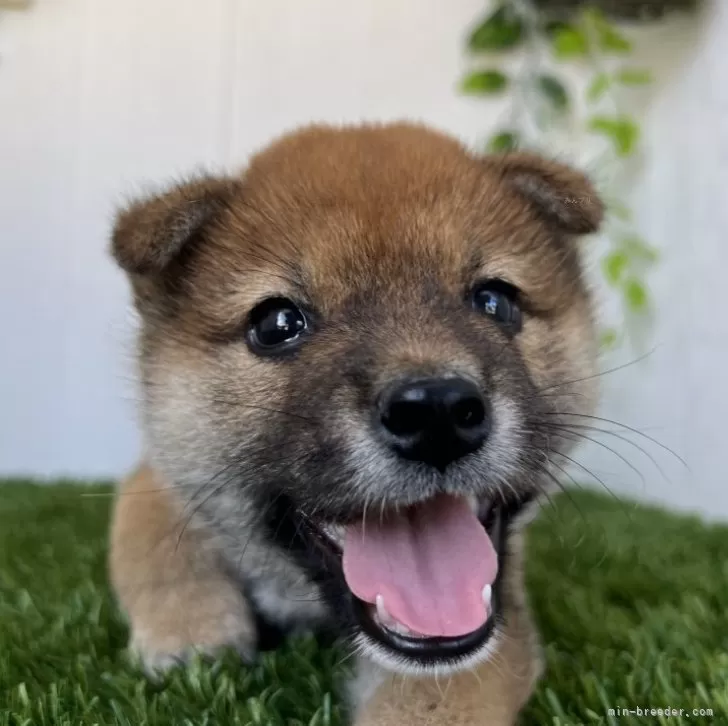 ありちゃん 様のお迎えした子犬