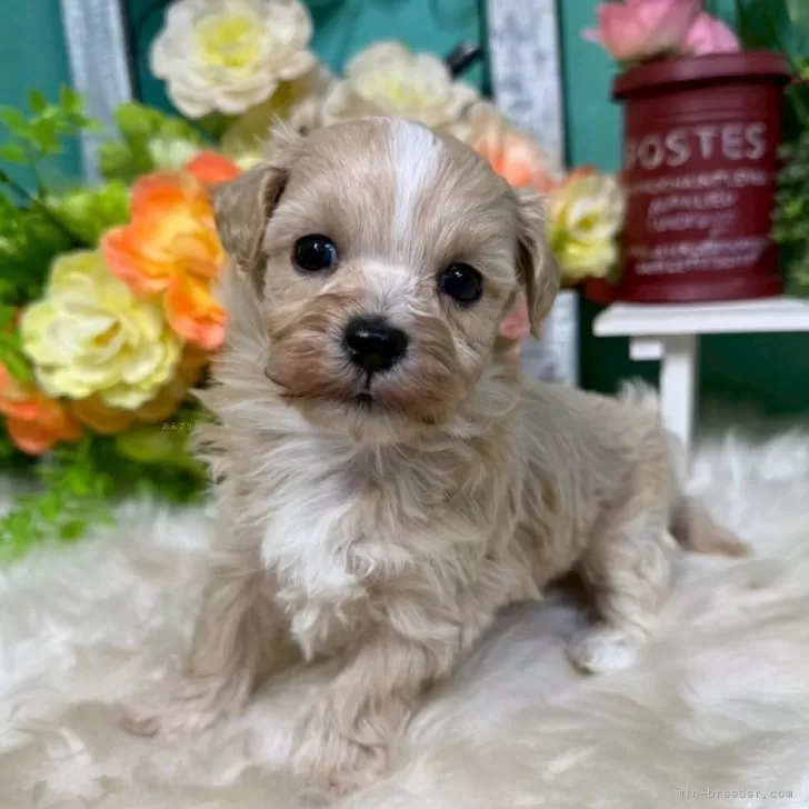 マルプー(マルチーズ×トイプードル)【香川県・女の子・2025年10月26日・クリームアンドホワイト】の写真1