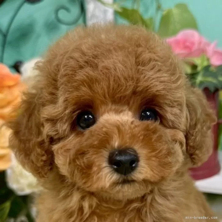 キム 様のお迎えした子犬