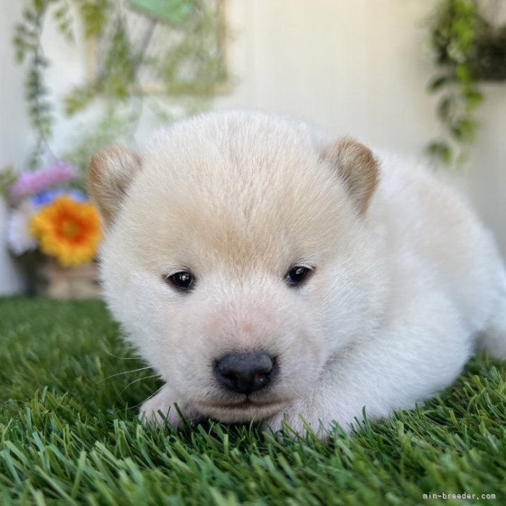 柴犬【香川県・女の子・2025年10月20日・白】ちいさめ白い柴ちゃん