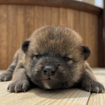 柴犬(標準サイズ)【香川県・男の子・2025年5月4日・赤】の写真「まんまるお顔のあかしばくん◎」