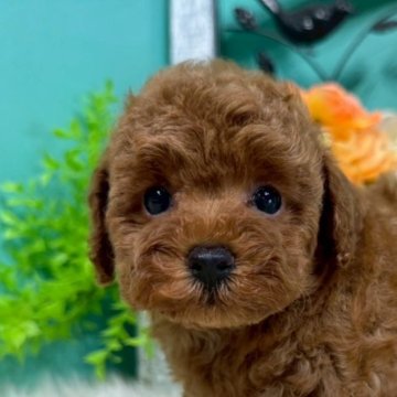 トイプードル(トイ)【香川県・女の子・2025年6月28日・レッド】の写真「まんまるトイプーちゃん◎」