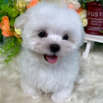 マルチーズ【香川県・男の子・2025年7月9日・ホワイト】の写真「ずっしり可愛いおとこのこ◎」
