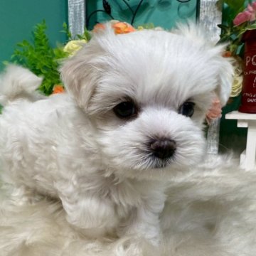 マルチーズ【香川県・女の子・2025年7月9日・ホワイト】の写真「やんちゃな可愛いおんなのこ◎」
