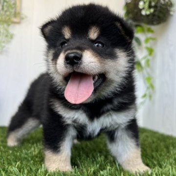 柴犬(標準サイズ)【香川県・男の子・2025年5月19日・黒】の写真「まんまる黒柴おとこのこ◎」