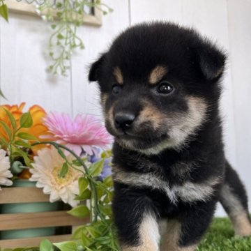柴犬(標準サイズ)【香川県・男の子・2025年5月4日・黒】の写真「ころころ可愛い黒しばくん◎」
