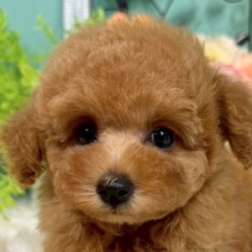 トイプードル(トイ)【香川県・男の子・2025年5月20日・レッド】の写真「よちよちトイプーおとこのこ◎」