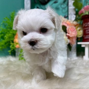 マルチーズ【香川県・男の子・2025年7月9日・ホワイト】の写真「よちよち元気なおとこのこ◎」
