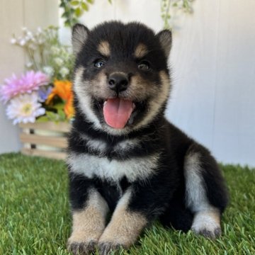 柴犬(豆柴)【香川県・女の子・2025年8月2日・黒】の写真「可愛い黒柴おんなのこ◎」