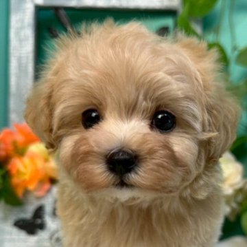 マルプー(マルチーズ×トイプードル)【香川県・男の子・2025年3月22日・クリーム】の写真「おしゃれな毛色の元気なおとこのこ◎」