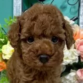 トイプードル(トイ)