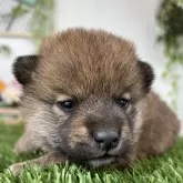 柴犬(標準サイズ)