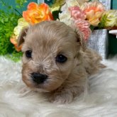 マルプー(マルチーズ×トイプードル)