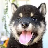 柴犬(標準サイズ)