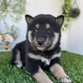 柴犬(標準サイズ)