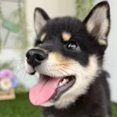 柴犬(標準サイズ)