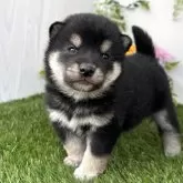 柴犬(標準サイズ)