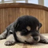 柴犬(標準サイズ)【香川県・男の子・2025年5月2日・黒】の写真2
