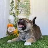 柴犬(標準サイズ)【香川県・男の子・2025年5月4日・赤】の写真2