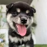 柴犬(標準サイズ)【香川県・女の子・2025年6月23日・黒】の写真2