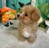 マルプー(マルチーズ×トイプードル)【香川県・女の子・2025年3月20日・クリームアンドホワイト】の写真3