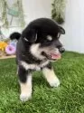 柴犬(標準サイズ)【香川県・女の子・2025年6月23日・黒】の写真3