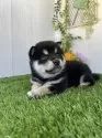 柴犬(標準サイズ)【香川県・男の子・2025年5月19日・黒】の写真3