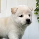 柴犬(標準サイズ)【香川県・女の子・2025年4月30日・白】の写真4