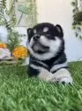 柴犬(標準サイズ)【香川県・男の子・2025年5月19日・黒】の写真5