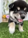 柴犬(標準サイズ)【香川県・女の子・2025年6月23日・黒】の写真5