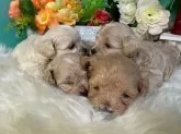 マルプー(トイプードル×マルチーズ)【香川県・男の子・2025年5月27日・クリーム】の写真6