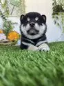 柴犬(標準サイズ)【香川県・男の子・2025年5月19日・黒】の写真6