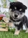 柴犬(標準サイズ)【香川県・女の子・2025年6月23日・黒】の写真7