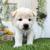 柴犬(標準サイズ)【香川県・女の子・2025年4月30日・白】の写真7
