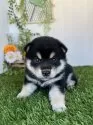 柴犬(標準サイズ)【香川県・男の子・2025年5月19日・黒】の写真8